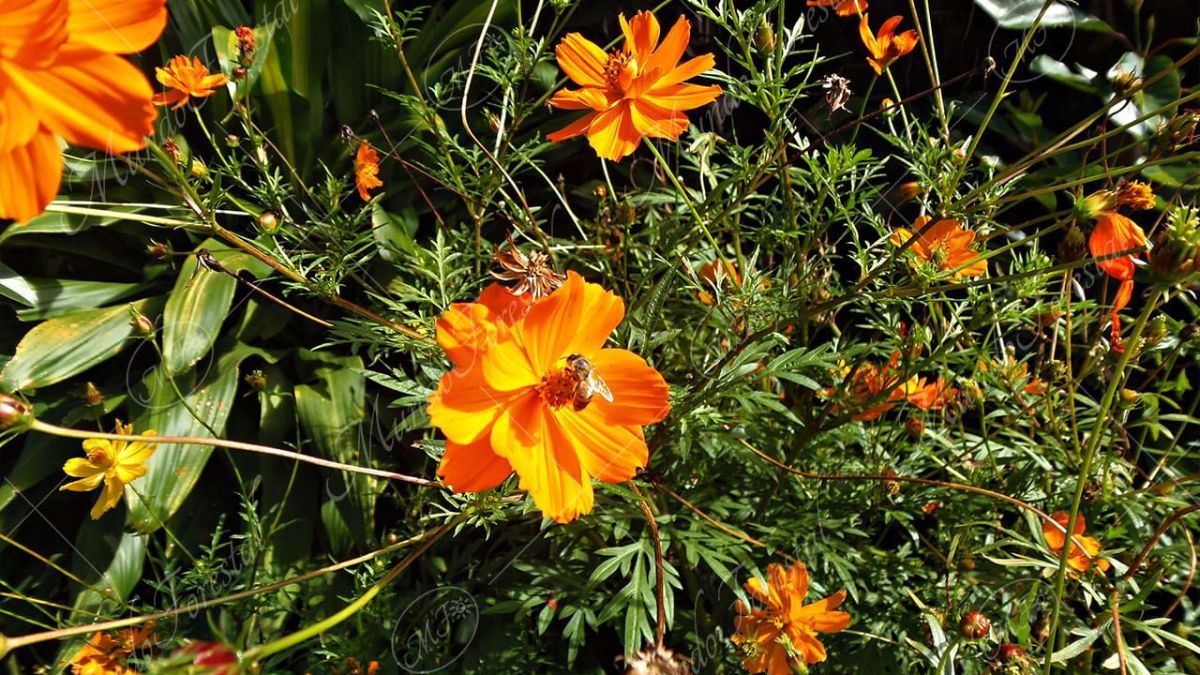 Flores que llenan de color el jardín durante todo el verano.