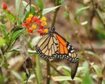 El significado de recibir una mariposa en tu casa El significado de recibir una mariposa en tu casa