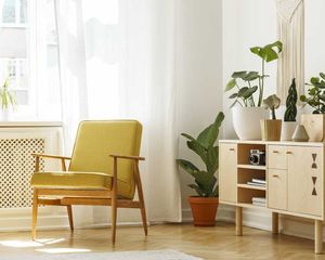 Las 3 plantas de interior ideales para tener en casa este invierno. Las 3 plantas de interior ideales para tener en casa este invierno.