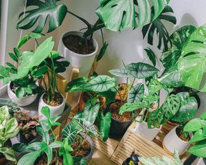 Esta planta tiene hojas aterciopeladas y puede convertirse en la protagonista de cualquier ambiente. Esta planta tiene hojas aterciopeladas y puede convertirse en la protagonista de cualquier ambiente.