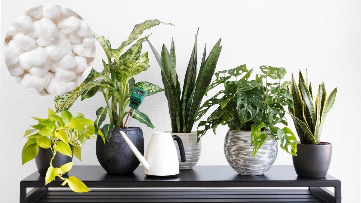 El 80% de las plantas mueren por exceso de agua. Con este m&eacute;todo sencillo, sabr&aacute;s si tu maceta necesita riego o si todav&iacute;a est&aacute; h&uacute;meda.