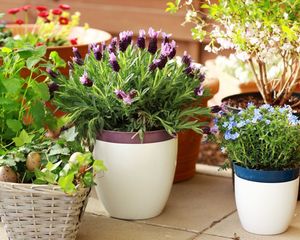 Estas plantas son perfectas para sembrar en invierno y tener un jardín explotado de flores en primavera. Estas plantas son perfectas para sembrar en invierno y tener un jardín explotado de flores en primavera.