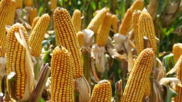 Congreso Maizar 2026: política, innovación y agregado de valor, en el centro de la agenda del maíz y el sorgo Congreso Maizar 2026: política, innovación y agregado de valor, en el centro de la agenda del maíz y el sorgo