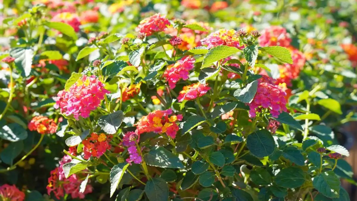 Flores que mantienen su color incluso bajo el sol más fuerte del verano.