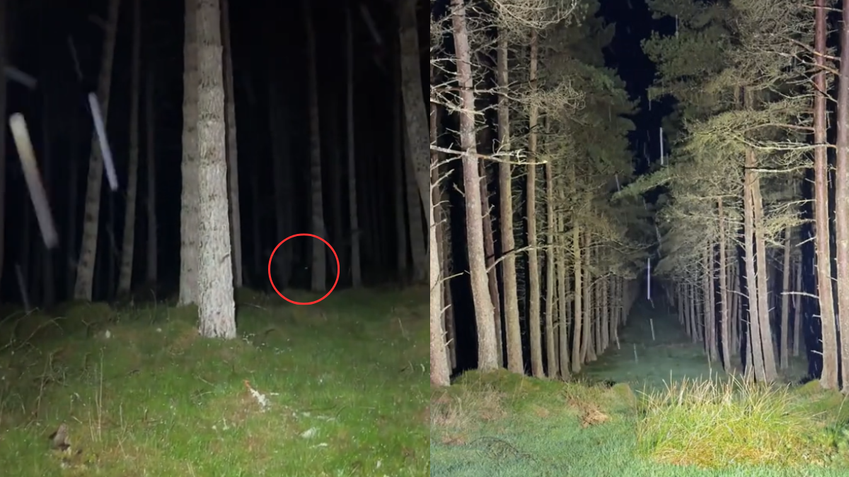 Un tiktoker registró en video algo escalofriante y se volvió viral.