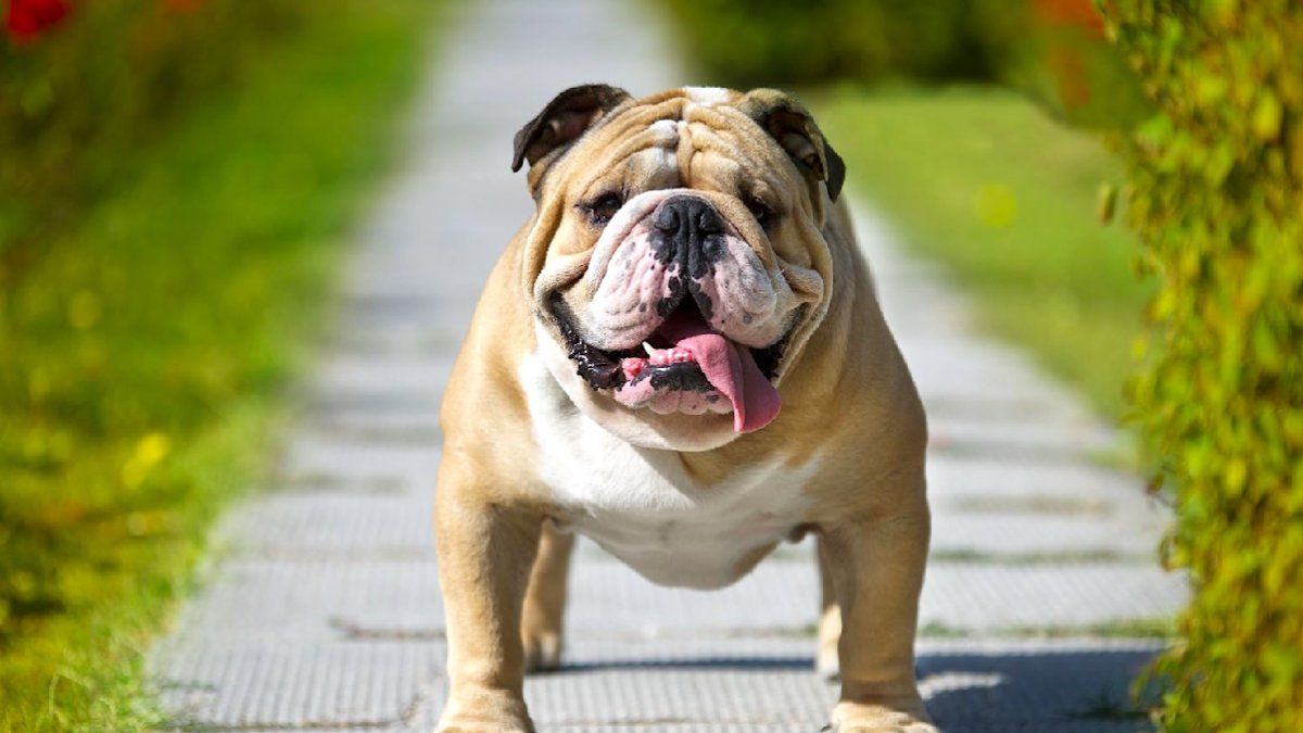 Su bulldog le destrozó la casa, ella lo retó y la reacción del perro se hizo viral