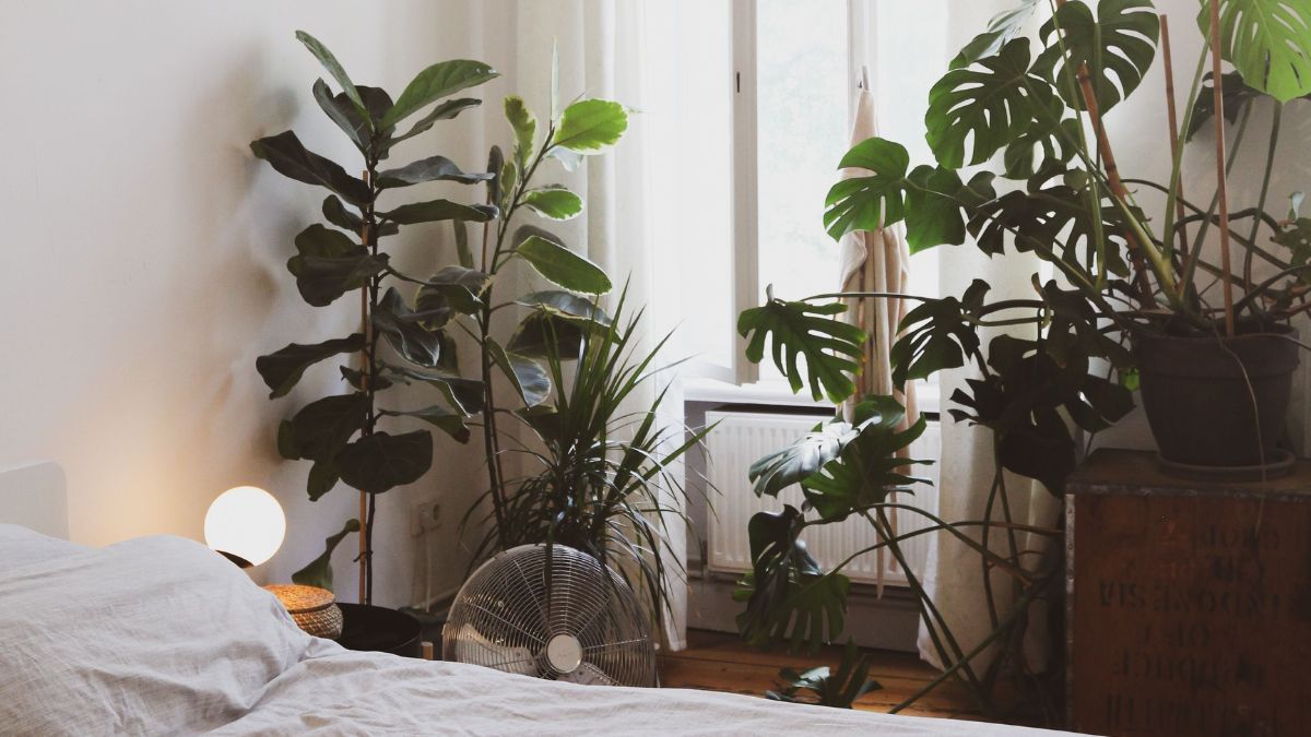 La planta que mejora la energía del dormitorio y casi no requiere cuidados.