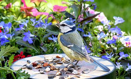 Una preparación casera con semillas puede convertirse en un recurso para atraer aves a jardines y espacios exteriores. Una preparación casera con semillas puede convertirse en un recurso para atraer aves a jardines y espacios exteriores.