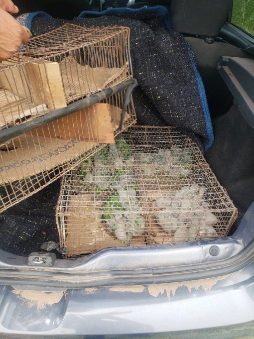 Parte de las jaulas incautadas por el personal policial estaban dentro del baúl del automóvil