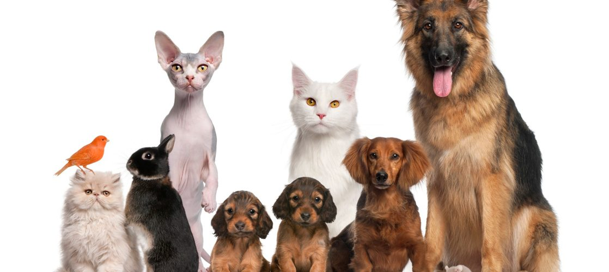 Los consumidores finales son los que tienen la última palabra.