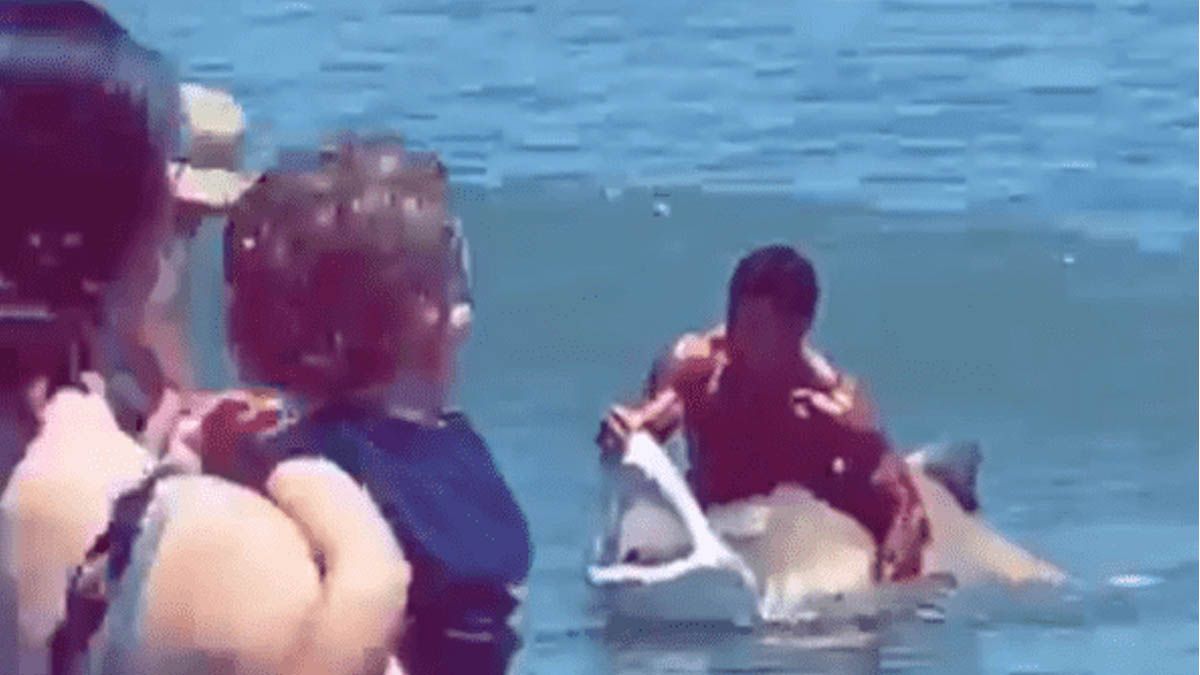Video: lucha con un tiburón cuerpo a cuerpo para quitarle un anzuelo
