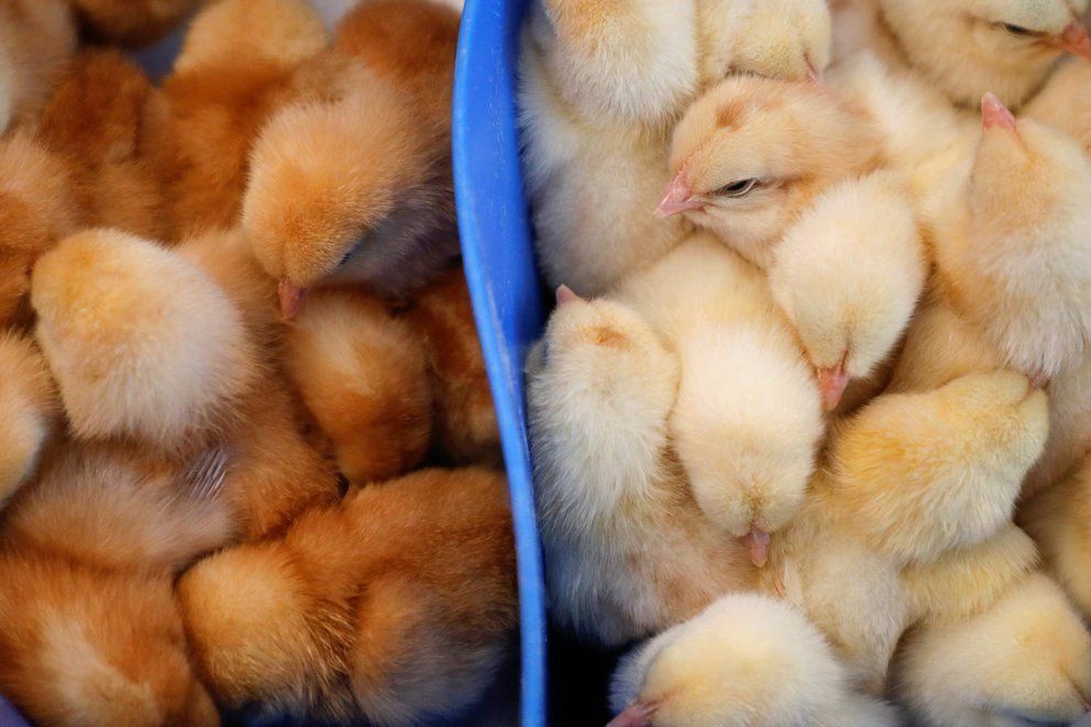 Pollos de corral en el interior de una granja avícola ,Stavropol Region, Russia March 10, 2021. REUTERS/Eduard Korniyenko