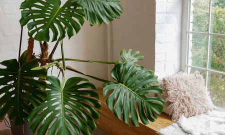Una Monstera bien iluminada y con soporte vertical desarrolla hojas de gran diámetro con sus características perforaciones. Una Monstera bien iluminada y con soporte vertical desarrolla hojas de gran diámetro con sus características perforaciones.