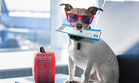 Vacaciones 2021: cómo sacar el permiso para viajar con perros y gatos Vacaciones 2021: cómo sacar el permiso para viajar con perros y gatos
