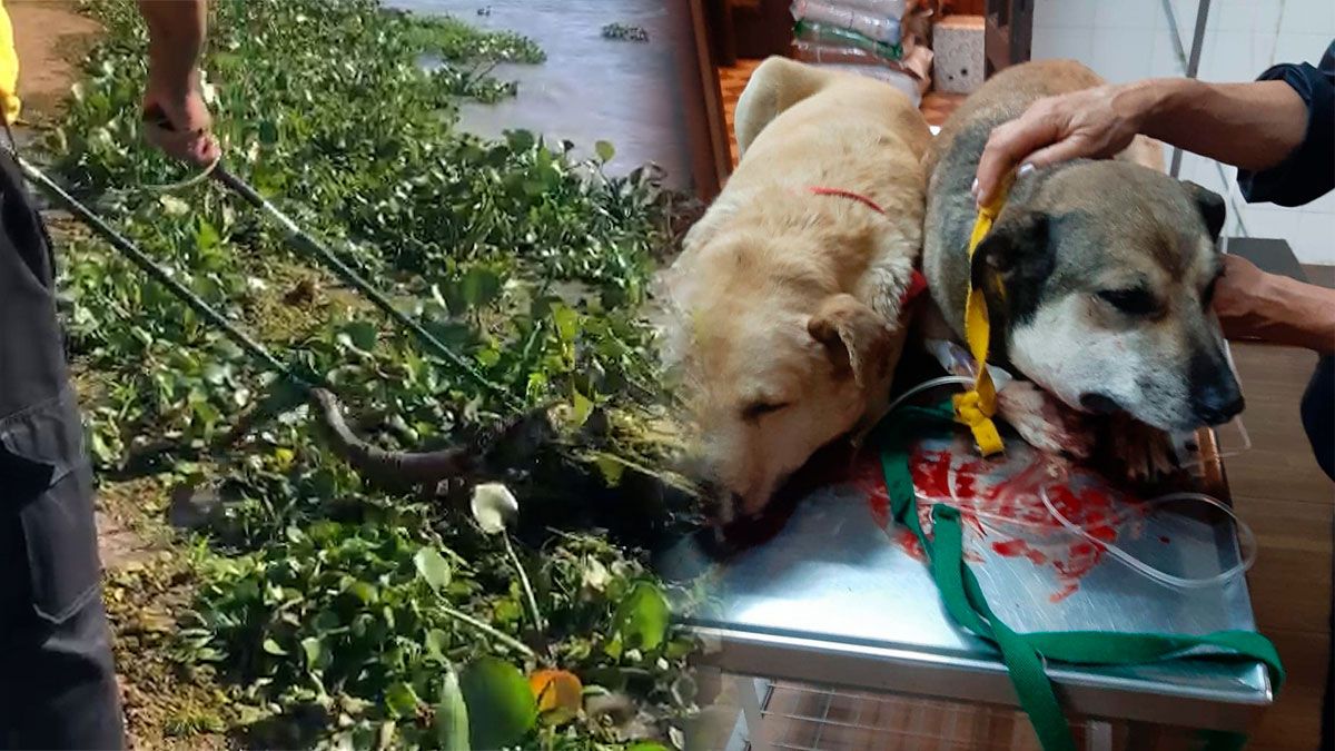 Yararás en la Costanera: las recomendaciones en caso de mordeduras&nbsp;