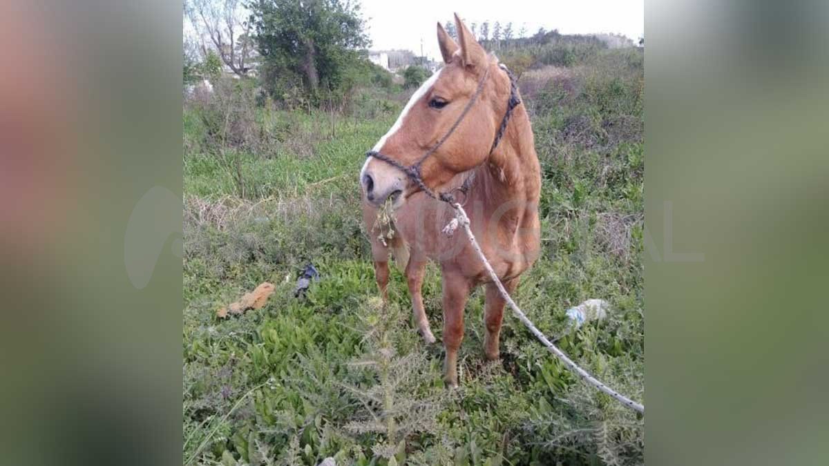 Rescataron un caballo robado en Santo Tomé&nbsp;
