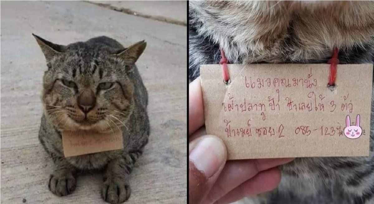 Un gato desapareció tres días y regresó a su casa con una deuda a cuestas