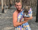 dejo las armas para salvar vidas: un cazador rescato a nueve koalas de los incendios en australia