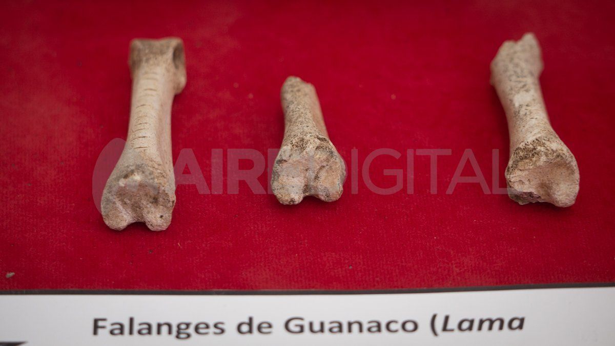 El guanaco formaba parte de la dieta de las sociedades cazadoras recolectoras complejas que habitaron la zona de Las Cuatro Bocas entre 2.000 y 3.000 años atrás.