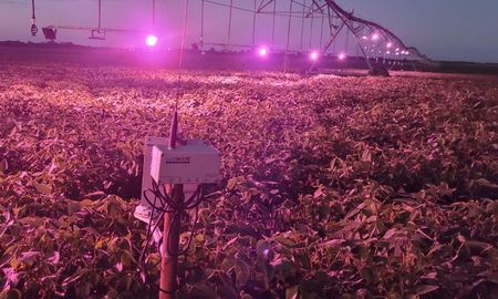 la revolucion led en el agro: cultivos que brillan de noche y rinden mas la revolucion led en el agro: cultivos que brillan de noche y rinden mas