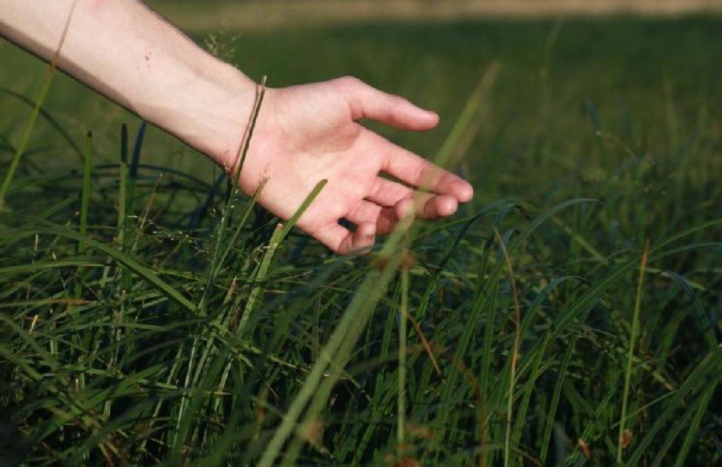 Plantas medicinales&nbsp;