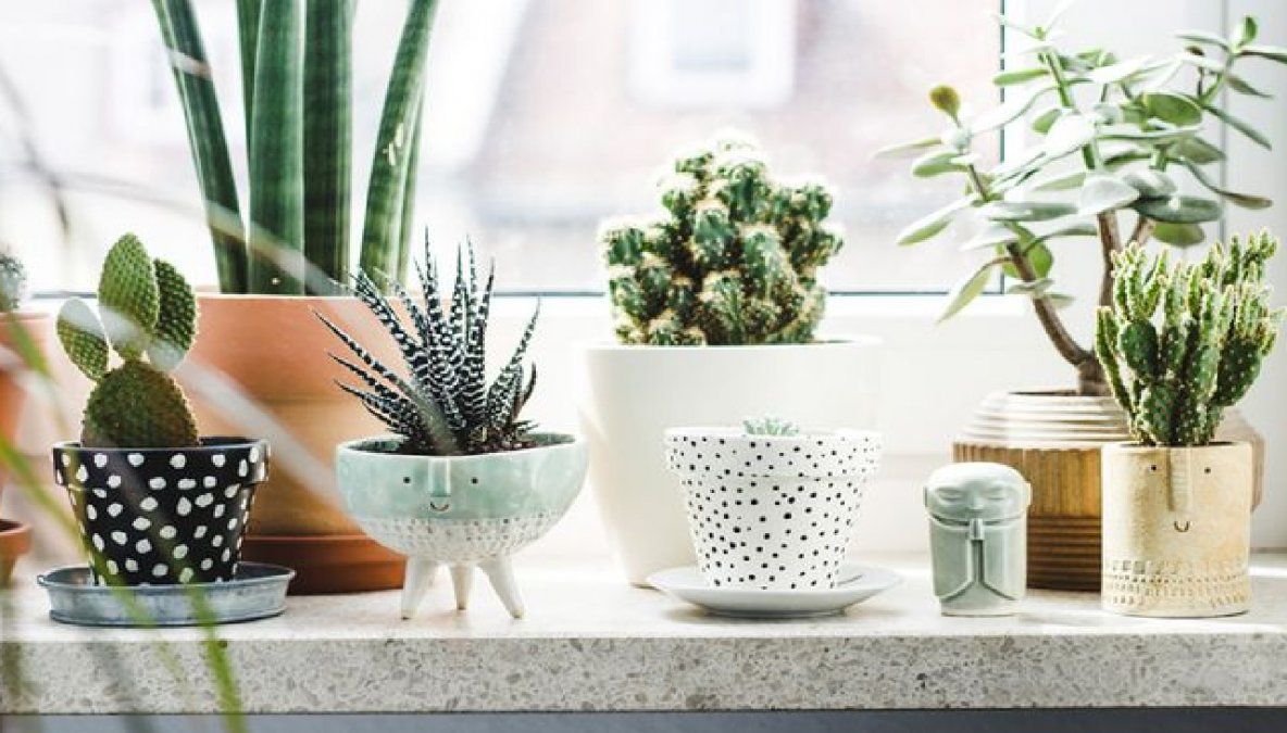 Las suculentas son plantas muy especiales