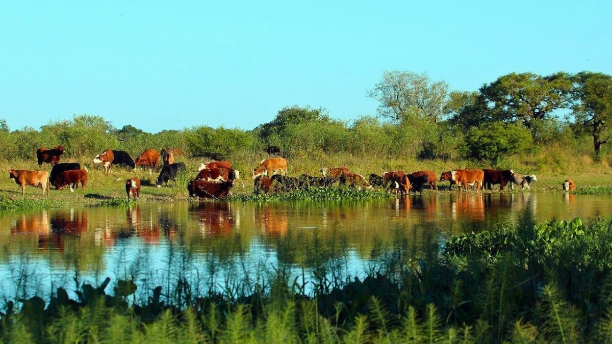 El avance de la ganadería en humedales ha generado crecientes interrogantes sobre el impacto en el medioambiente.