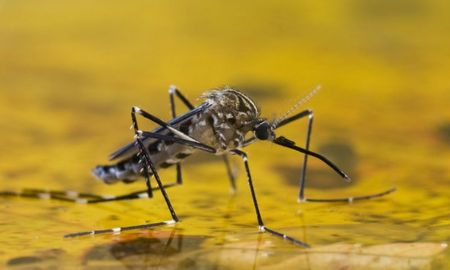 La fiebre amarilla es una enfermedad viral transmitida por la picadura de mosquitos infectados. La fiebre amarilla es una enfermedad viral transmitida por la picadura de mosquitos infectados.