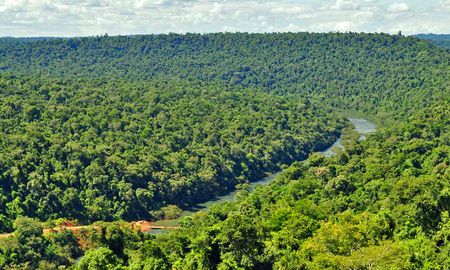 Vista aérea del bosque nativo en la provincia de Misiones. (Imagen ilustrativa)