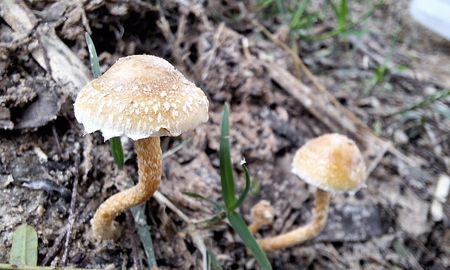 El objetivo es elaborar una guía con todas las especies del humedal. El objetivo es elaborar una guía con todas las especies del humedal.
