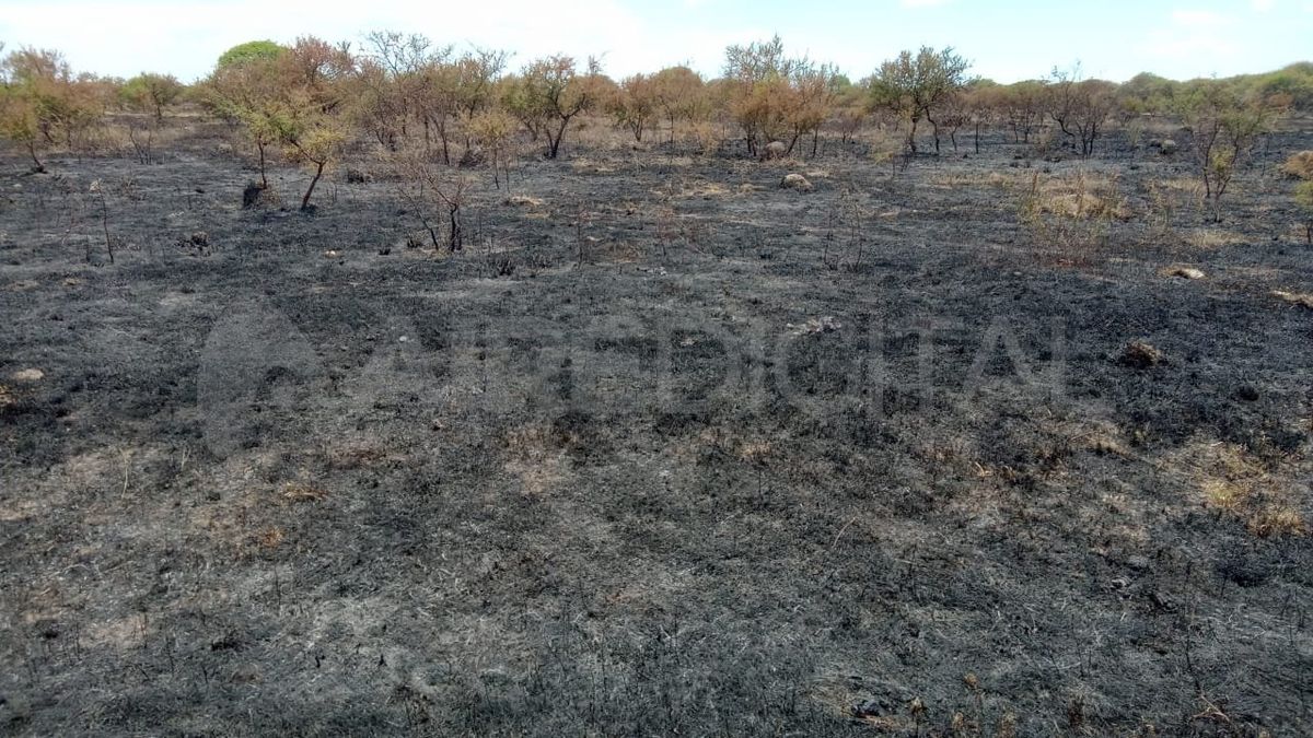 El incendio quemó banquina, campo y alambrado.