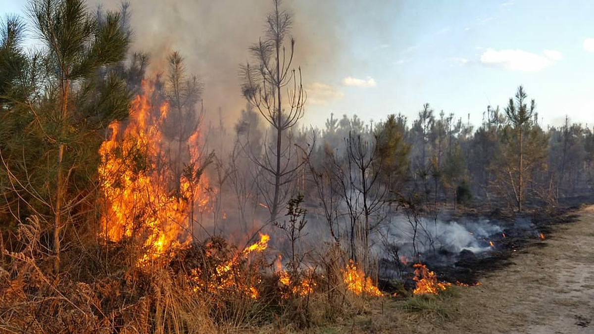 La ONU Identifica A Los Incendios Forestales Como Una De Las Tres Más ...