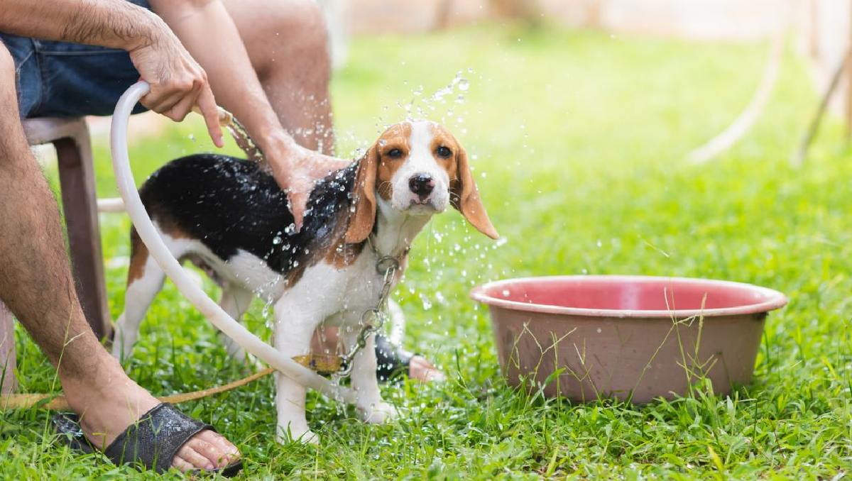Si notamos que el animal tiene mucho calor, podemos refrescarle el cuerpo y la cabeza con agua.