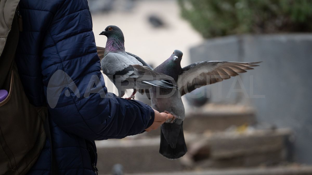El especialista recomienda que los niños no toquen a la palomas o se desinfecten las manos luego de tocarlas.