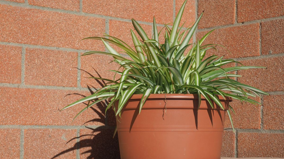 El Chlorophytum comosum se multiplica solo mediante hijuelos y es ideal para llenar macetas sin esfuerzo.