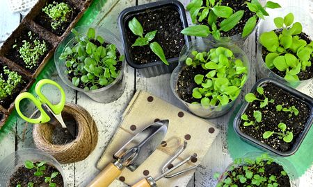 9 consejos para iniciar una huerta de plantas aromaticas 9 consejos para iniciar una huerta de plantas aromaticas
