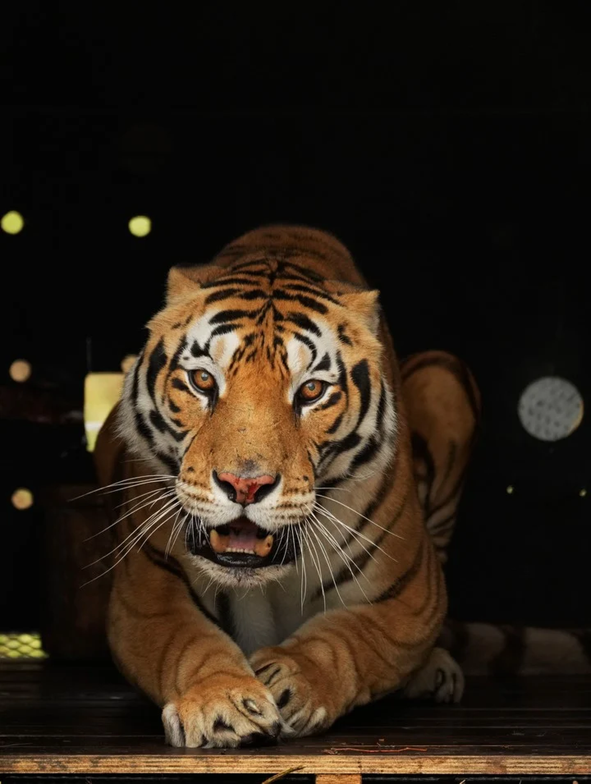 Cuatro tigres de Bengala rescatados tras pasar a&ntilde;os en cautividad en un vag&oacute;n de tren en Argentina fueron liberados en recintos al aire libre en Sud&aacute;frica (AP).