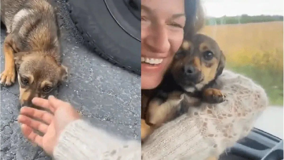 Del miedo al agradecimiento: la secuencia de adopción de un perro callejero que hace llorar al mundo