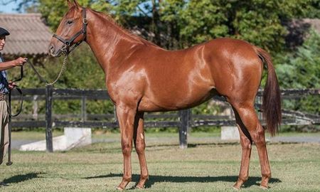 El caballo al que casi nadie quería comprar por su nombre: Sampaoli