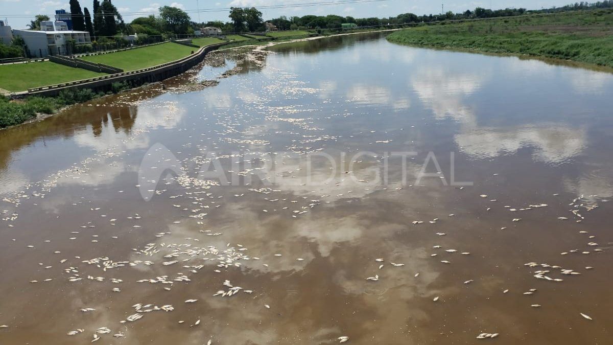 Una enorme cantidad de sábalos, dorados, tarariras, bogas, entre otras especies, flotan muertos sobre el río a la altura de la costanera santotomesina.