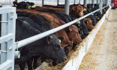 Suelen darse casos de “contaminación cruzada” de alimentos con el hongo claviceps purpurea en engordes a corral (feedlot) o tambos. Suelen darse casos de “contaminación cruzada” de alimentos con el hongo claviceps purpurea en engordes a corral (feedlot) o tambos.