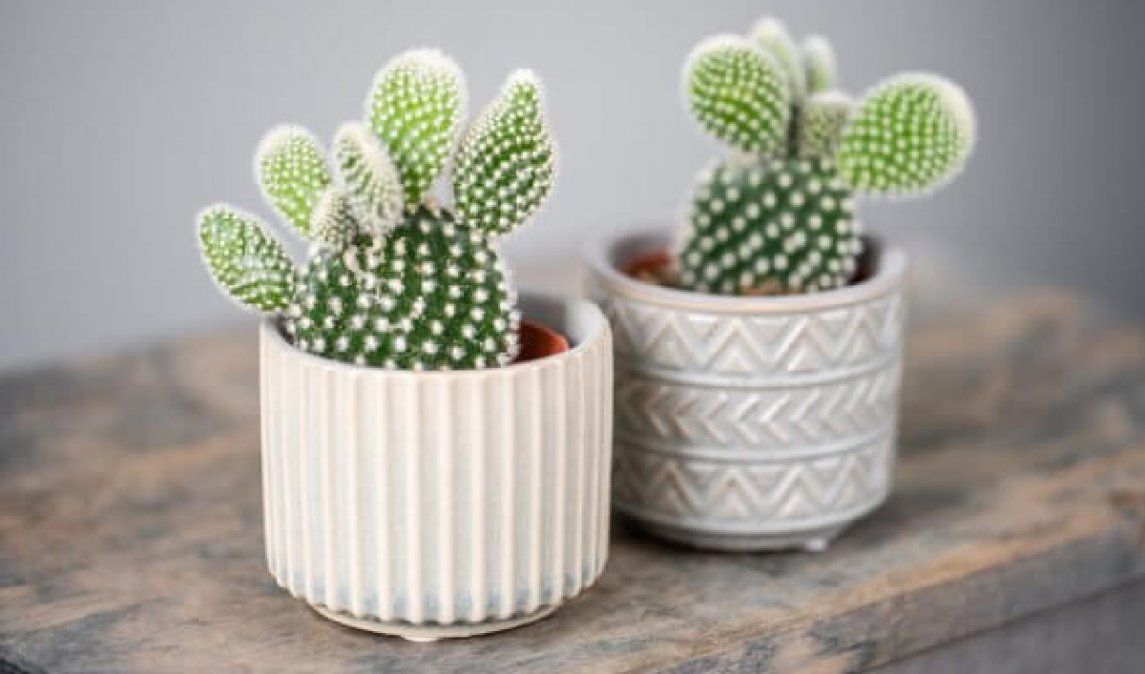 Harán más brillantes y especiales los rincones