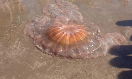 Mar del Plata: una sorprendente medusa gigante apareció en la playa Mar del Plata: una sorprendente medusa gigante apareció en la playa