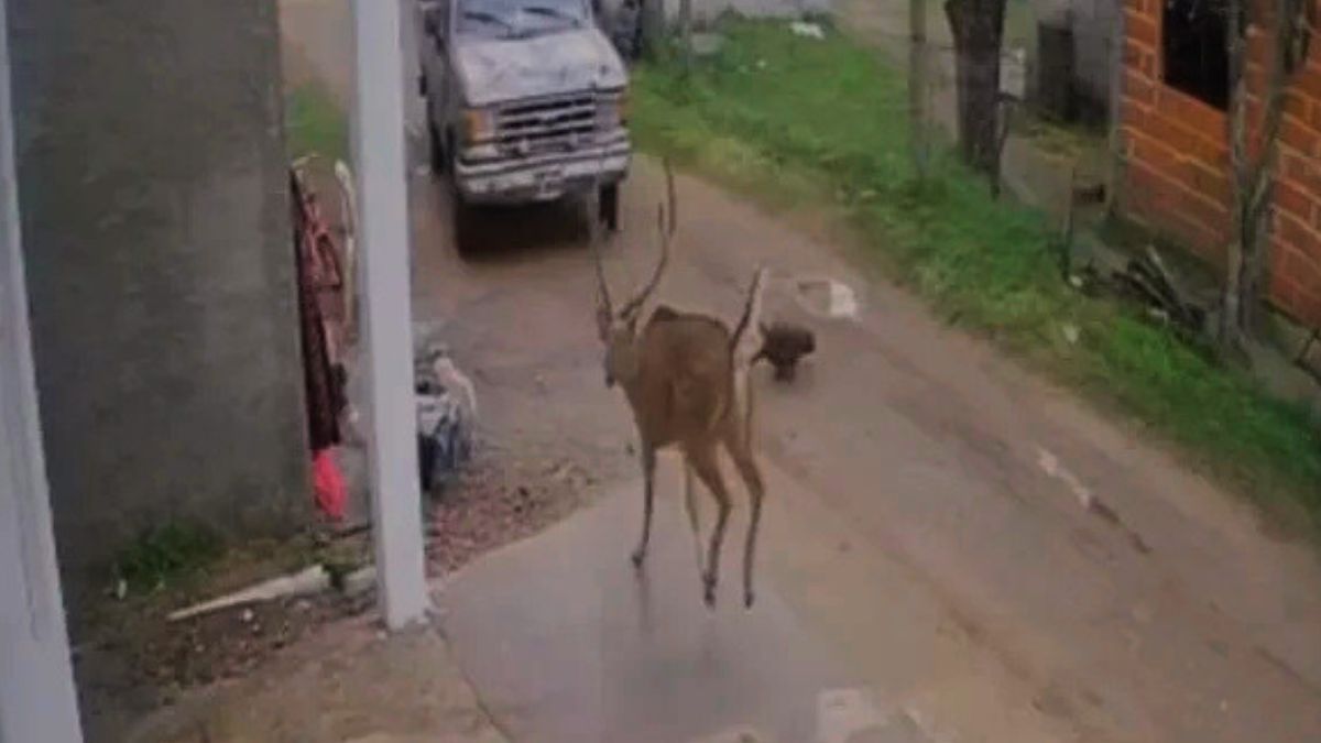 El episodio sucedió en la localidad entrerriana de Chajarí donde un ciervo perdido y asustado recorría las calles urbanas del pueblo.&nbsp;