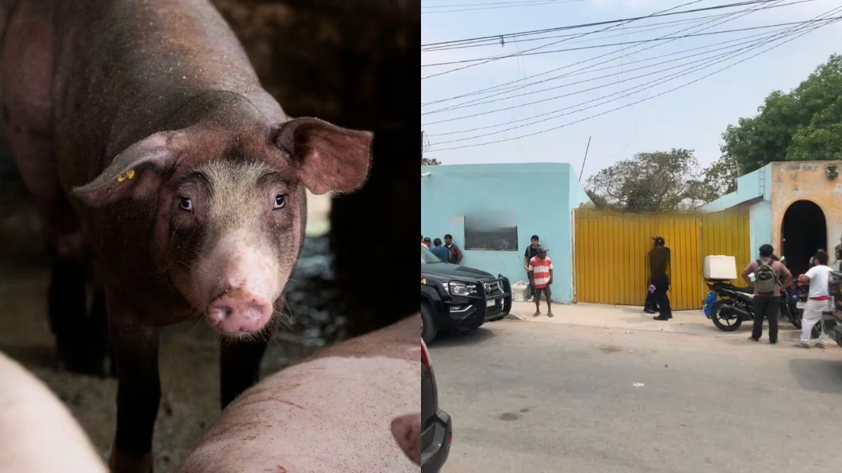 Un hombre murió atacado a mordiscos por uno de sus animales en su granja en México.