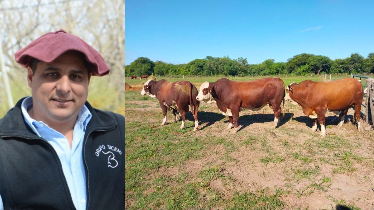 “Arrancamos desde cero; sin hacer embriones ni cosas muy caras", dijo el administrador de la joven cabaña, Miguel Ángel Elía.