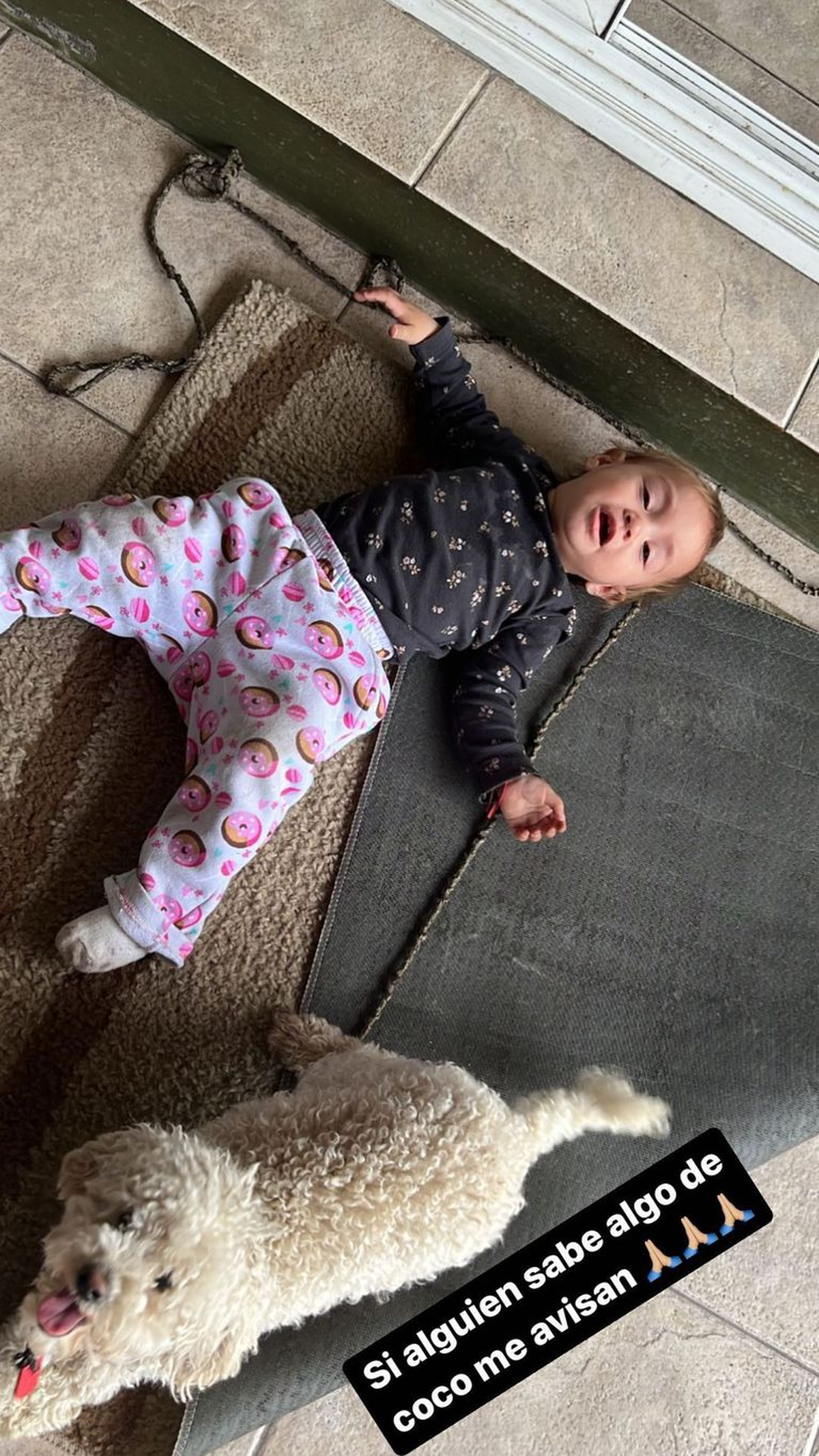 Publicación de Tamara Báez por la desaparecion de su mascota 