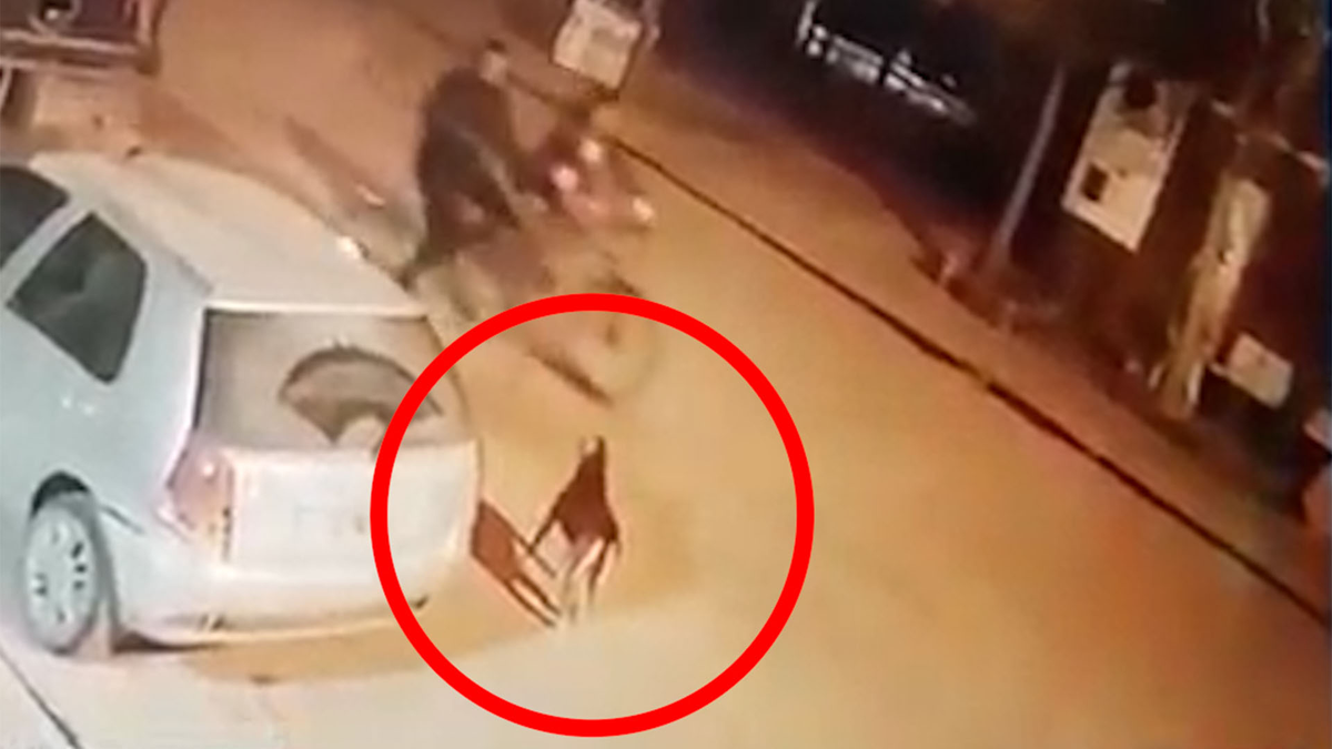 Los dueños del perro ofrecen una recompensa para quien aporte datos certeros del joven.