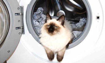 Gato en lavadora Gato en lavadora