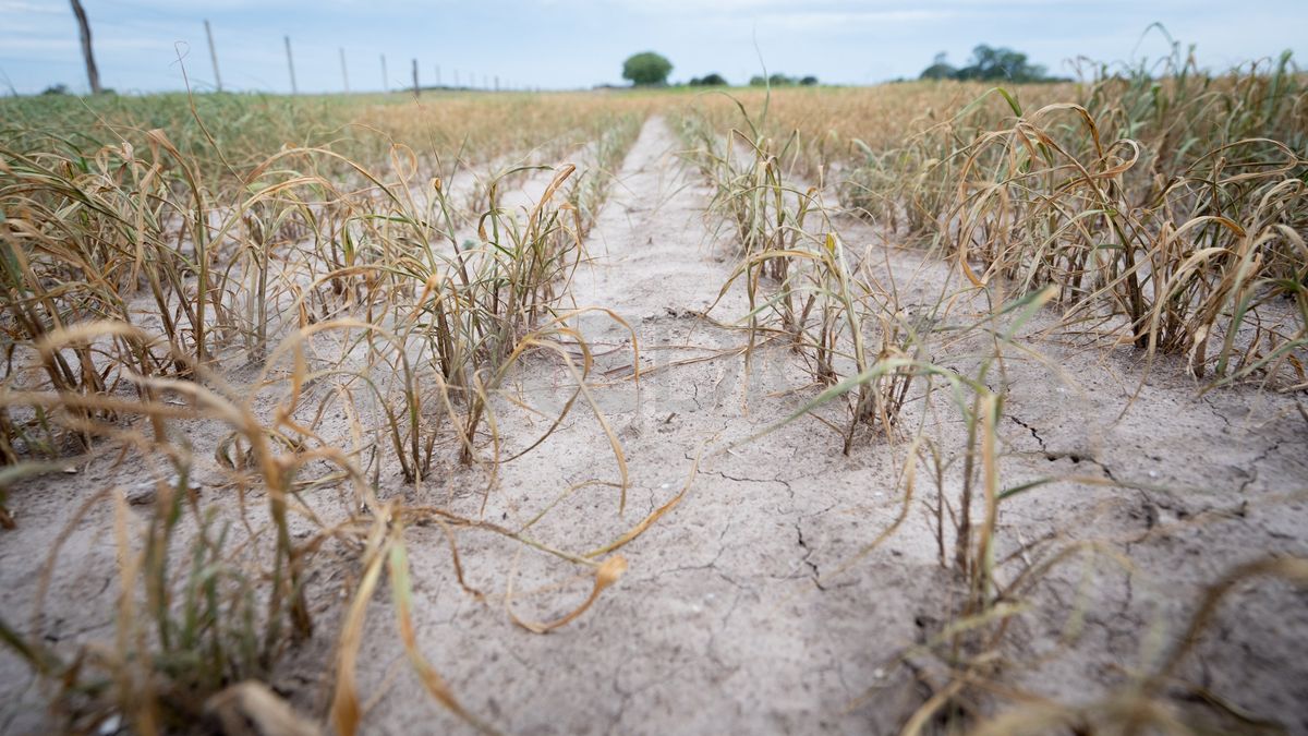 Los productores aseguran que las cosechas de primera mano se perdieron casi en su totalidad.